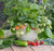 ‘How to’? Grow Strawberries in Your Garden