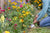 ‘How to’? Sow Your Own Wild Flower Meadow