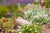 ‘How to’? Successfully care for your Succulents