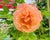 Our team shares their favourite roses