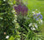 ‘How to’? Plant Low Carbon Borders and Containers