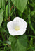 ‘How to’? Get to Grips with Bindweed