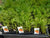 ‘How to’? Grow Early and Maincrop Carrots