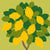 ‘How to’? Grow Citrus Plants