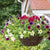 ‘How to’? Keep your plants looking tip top all summer
