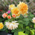 ‘How to’? Remember a Loved One with a Plant