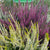 ‘How to’? Choose Heather for long lasting colour and interest
