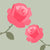 ‘How to’? Care for your Roses