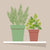 ‘How to’? Create a Windowsill Herb Garden