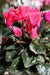 ‘How to’? Enjoy Cyclamen: beautiful blooms and attractive foliage