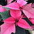 ‘How to’? Extend the life of your Poinsettia