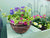 May Bloom Offers – Get your garden blooming!