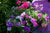 ‘How to’? Get the best out of your bedding plants