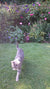 ‘How to’? Make Your Garden Safe for Pets