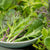‘How to’? Sow Salad Leaves Seed for a Constant Harvest