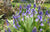 ‘How to’? Create a Woodland Garden