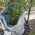 ‘How to’? Overwinter your Tender Plants