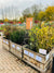 Bare Root Hedging Now in Stock
