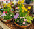 ‘How to’? Make your own Spring Planted Container