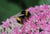 Easy ways to attract insects to your garden