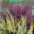 ‘How to’? Choose Heather for long lasting colour and interest