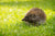 ‘How to’? Care for Wildlife in Your Winter Garden