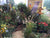 ‘How to’? Create a bird-friendly garden