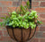 ‘How to’? Plant a Fern Basket for a Shady Spot