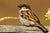 Helping the House Sparrow!