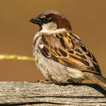 Helping the House Sparrow!