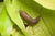 'How to'? Keep your Hosta's Protected from Slugs and Snails