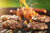 Summer BBQ Recipes!