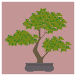 ‘How to’? Care for your Bonsai Tree