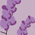 ‘How to’? Care for your Orchids