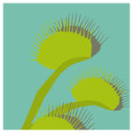 ‘How to’? Make friends with Carnivorous plants