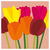 ‘How to’? Plant Now for Spring Colour