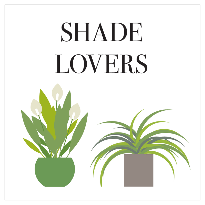 ‘How to’? Find the Right Plant for the Right Place – Shade Lovers ...