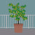 ‘How to’? Choose a Tree for a Small Garden