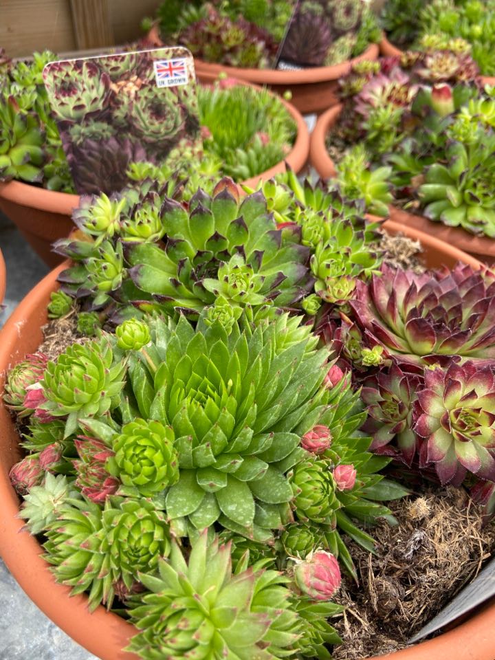 Alpine Container Display ‘How to?’ Create your own Alpine Container– Perrywood