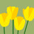 ‘How to’? Plant a Bulb Lasagne for a Bold Display in Spring