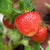 Grow your own Summer Berries