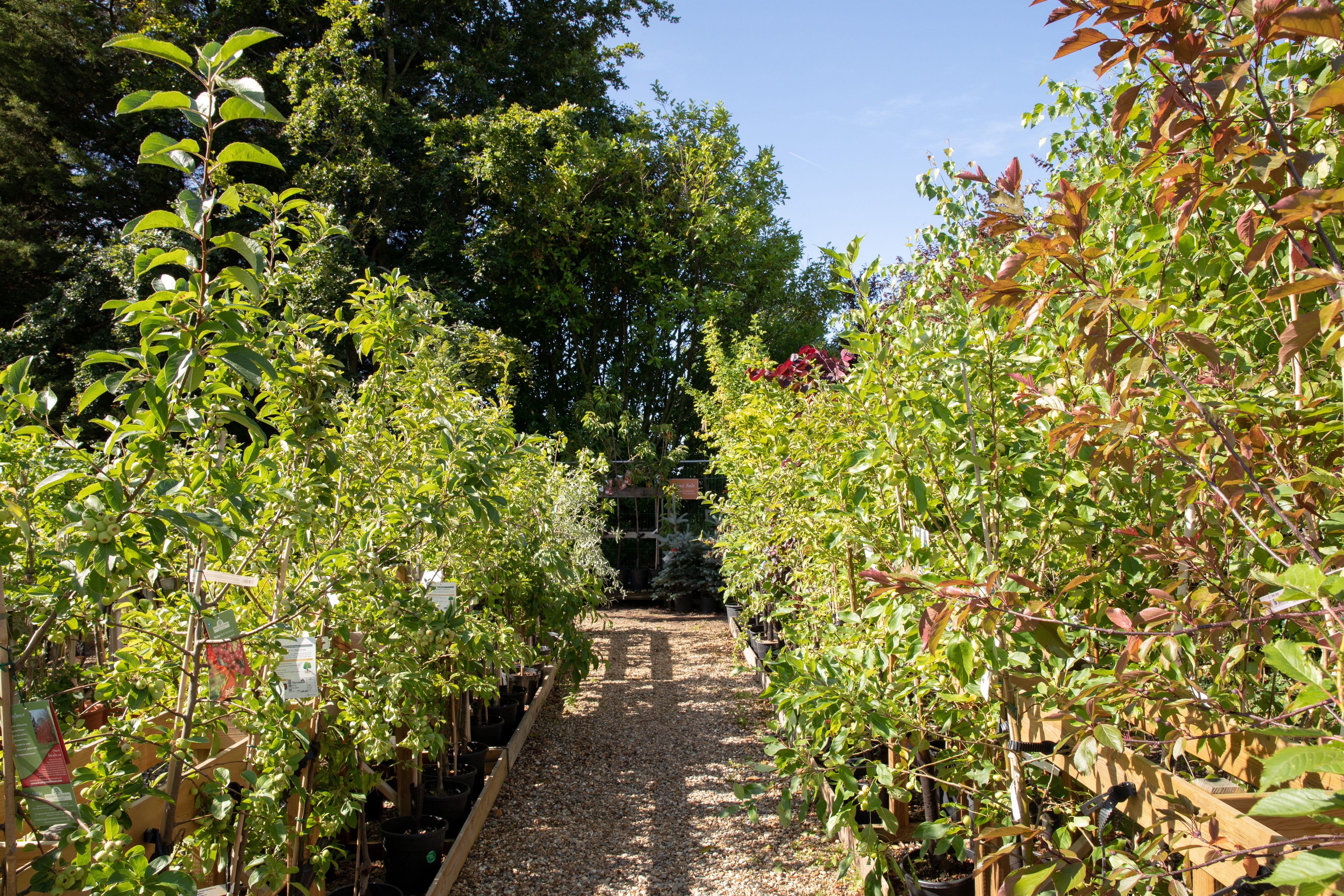 5 Year Hardy Plant Guarantee– Perrywood